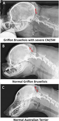 Clinical Application of Diagnostic Imaging of Chiari-Like Malformation and Syringomyelia